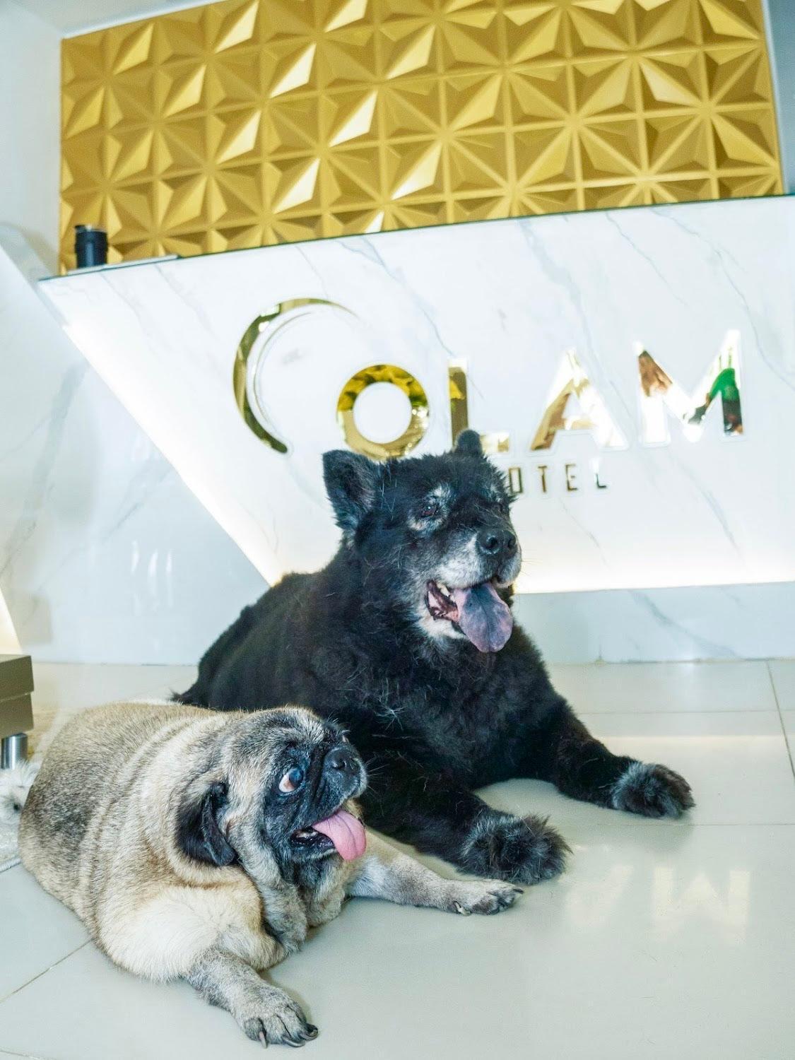 Hotel Olam Deluxe บาเยดูปาร์ ภายนอก รูปภาพ